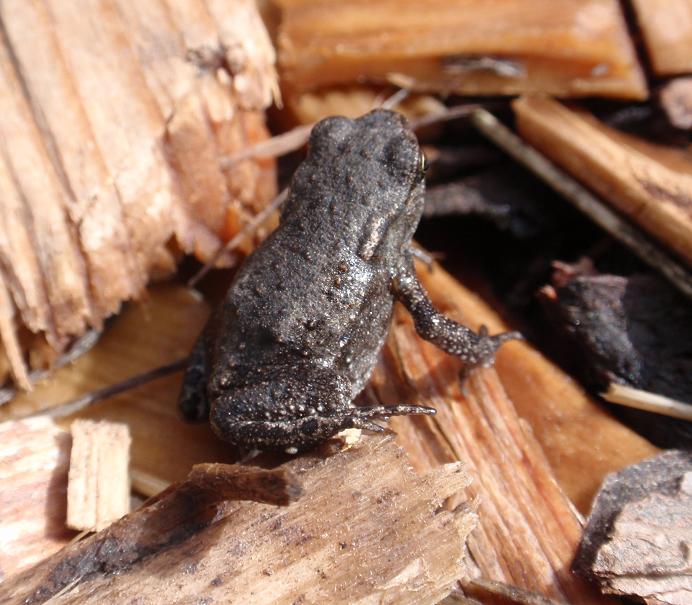 Rane del Trentino Alto Adige - Rana temporaria, Bufo bufo